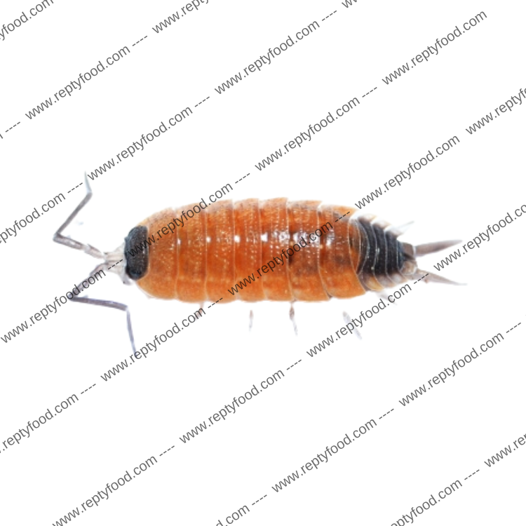 PORCELLIO SILVESTRI - ISOPODI TROPICALI