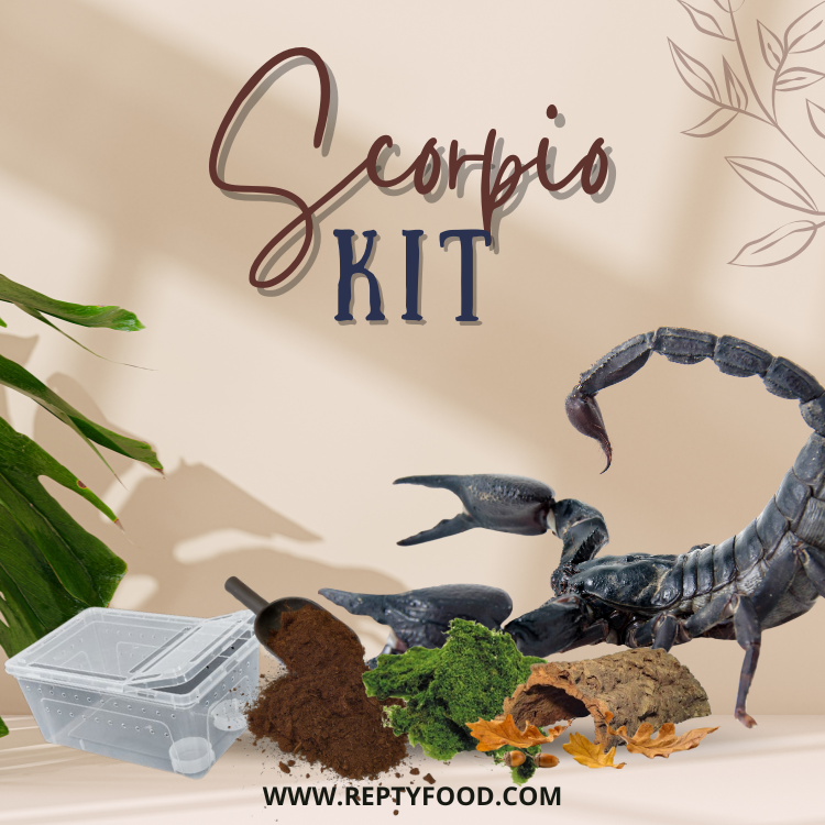KIT COMPLETO SCORPIONE TROPICALE