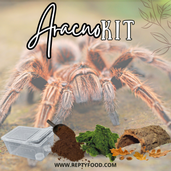 KIT COMPLETO TARANTOLA