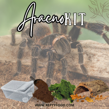 KIT COMPLETO TARANTOLA