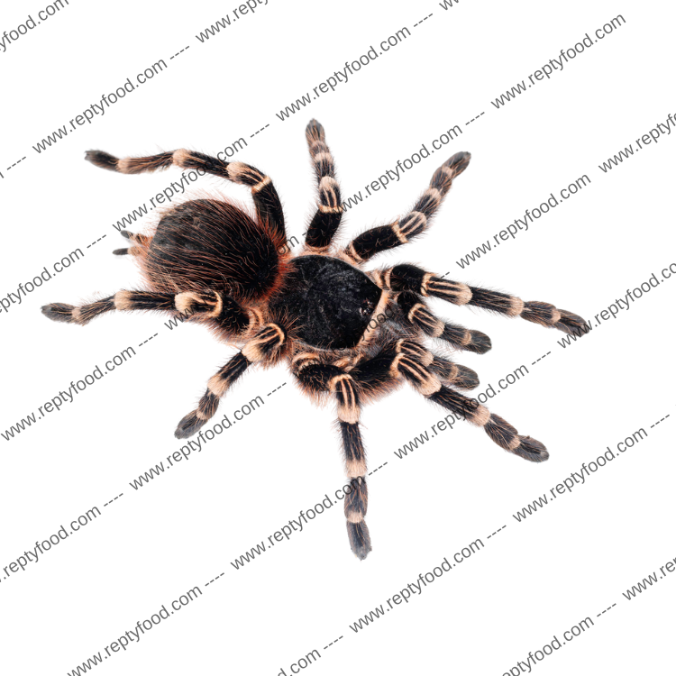 ACANTHOSCURRIA GENICULATA SLING - TARANTOLA BRASILIANA