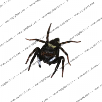HASARIUS ADANSONI - JUMPING SPIDER