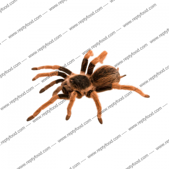 MEGAPHOBEMA ROBUSTUM LARGE