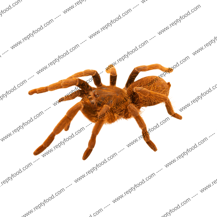 HYSTEROCRATES HERCULES L - TARANTOLA AFRICANA