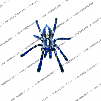 POECILOTHERIA METALLICA