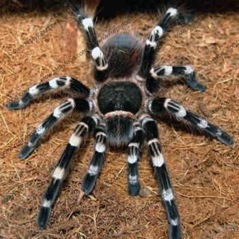 ACANTHOSCURRIA GENICULATA
