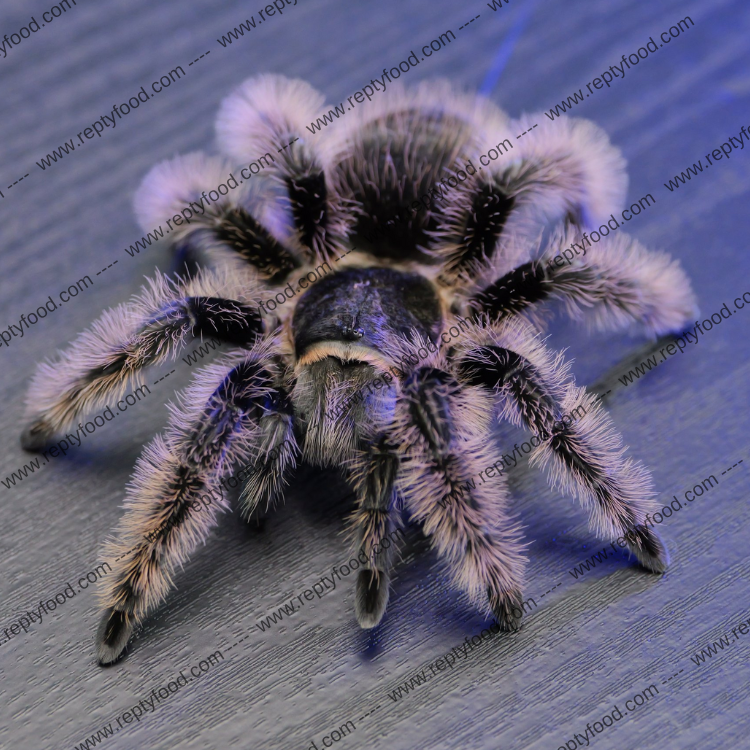 TLILTOCATL ALBOPILOSUS - TARANTOLA DEL CENTRO AMERICA