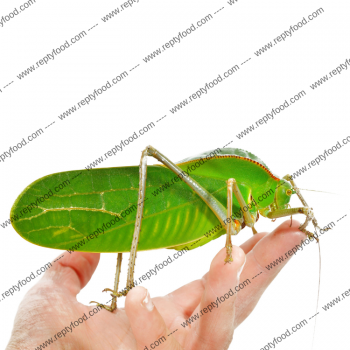 SILIQUOFORA GRANDIS - CAVALLETTA GIGANTE DELLA NUOVA GUINEA