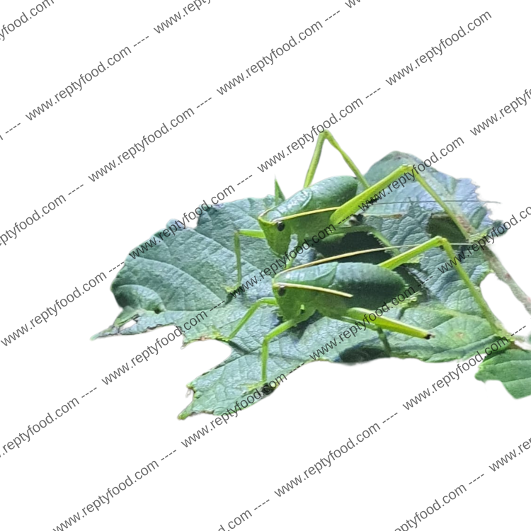 SILIQUOFORA GRANDIS 5 PEZZI - CAVALLETTA GIGANTE DELLA NUOVA GUINEA