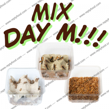 MIX DAY MEDIUM - DOSE GRILLI, TARME E LOCUSTE MEDIE