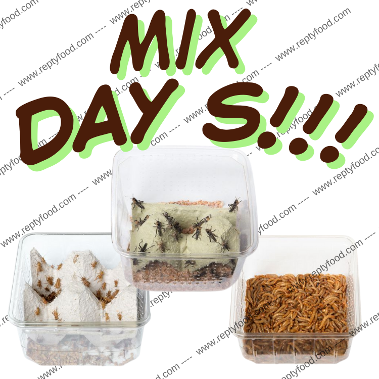 MIX DAY SMALL - DOSE GRILLI, TARME E LOCUSTE SMALL