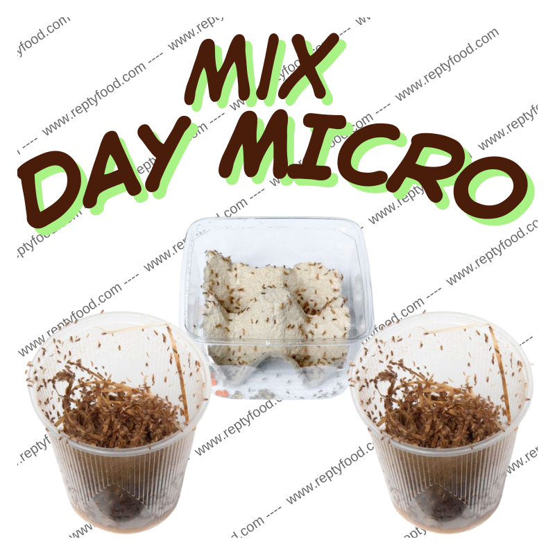 MIX DAY MICRO - Grilli, Drosophile | ReptyFood