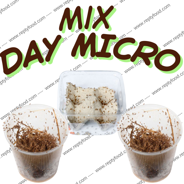 MIX DAY MICRO - DOSE GRILLI,DROSOPHILE HYDEI E MELANOGASTER