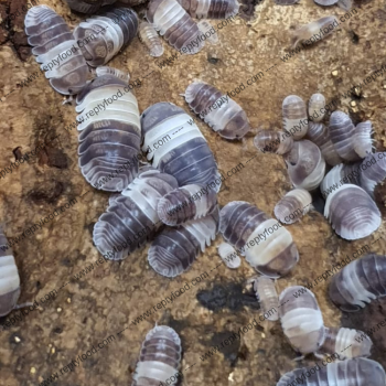 CUBARIS "PANDA KING" - ISOPODI TROPICALI