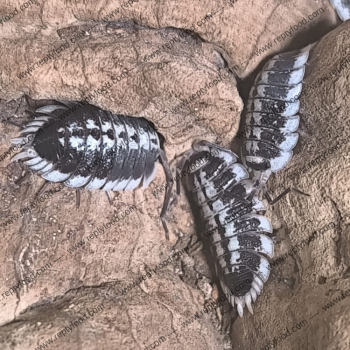 PORCELLIO FLAVIMARGINATUS - ISOPODI TROPICALI