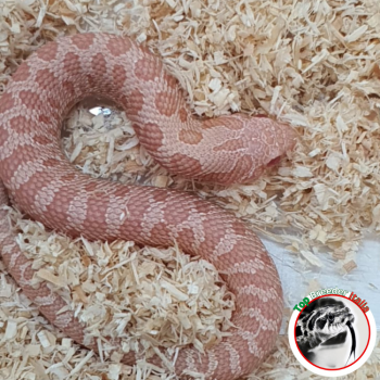 HETERODON NASICUS CORAL