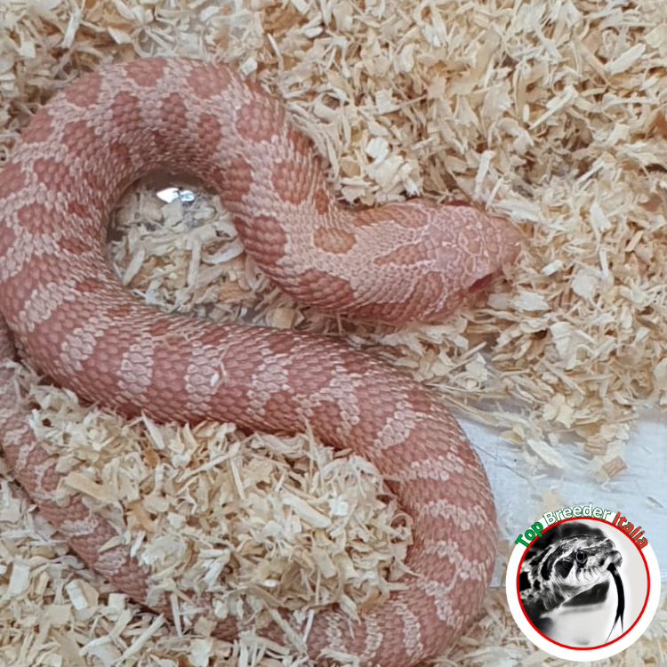 HETERODON NASICUS CORAL MASCHIO