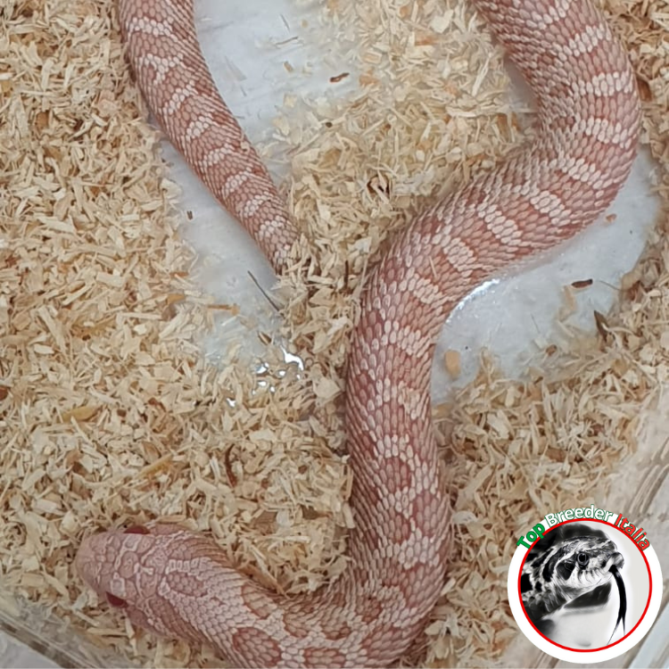 HETERODON NASICUS CORAL FEMMINA