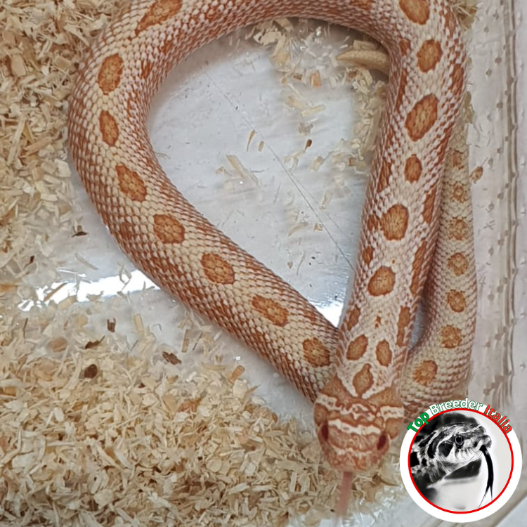 HETERODON NASICUS CONDA ARTIC ALBINO MASCHIO