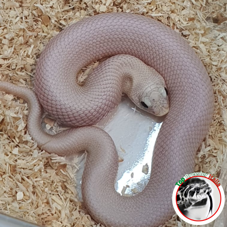 HETERODON NASICUS LUCY FEMMINA