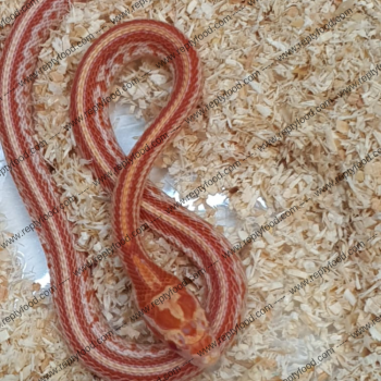 PANTHEROPHIS GUTTATUS - TESSERA ALBINO POSS HET PALMETTO