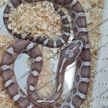 PANTHEROPHIS GUTTATUS - GHOST POSS HET ALBINO SCALELESS