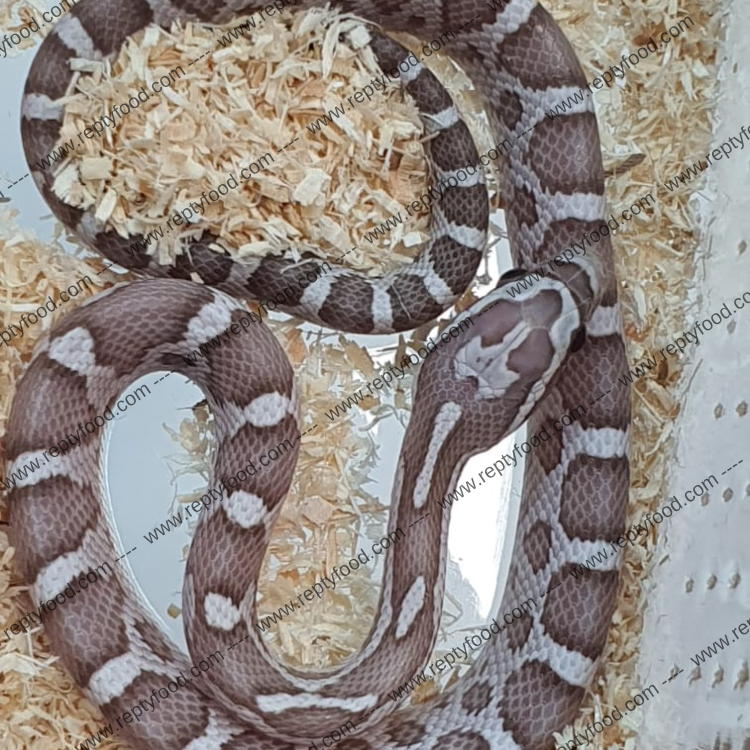 PANTHEROPHIS GUTTATUS - GHOST POSS HET ALBINO SCALELESS