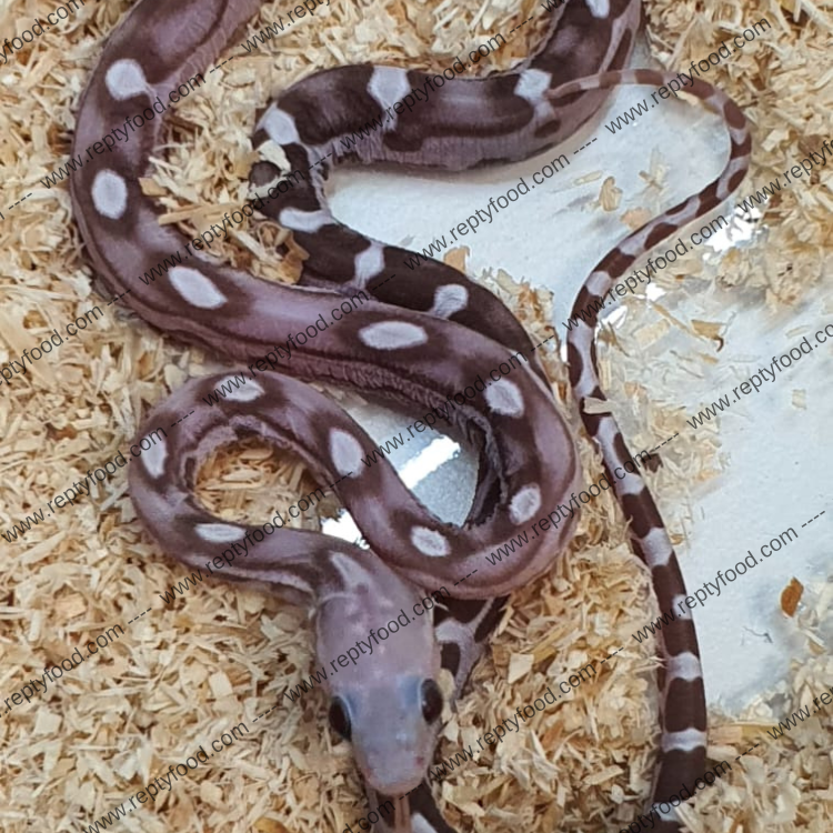 PANTHEROPHIS GUTTATUS - GHOST CARAMEL SCALELESS HET ULTRAMEL