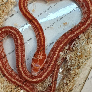 PANTHEROPHIS GUTTATUS - TESSERA ALBINO POSS HET PALMETTO