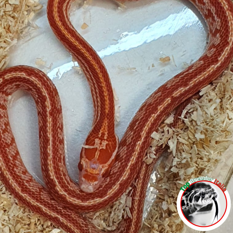 PANTHEROPHIS GUTTATUS - TESSERA ALBINO POSS HET PALMETTO