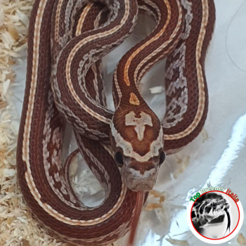 PANTHEROPHIS GUTTATUS - TESSERA HYPO HET ANERY POSS HET ALBINO SCALELESS
