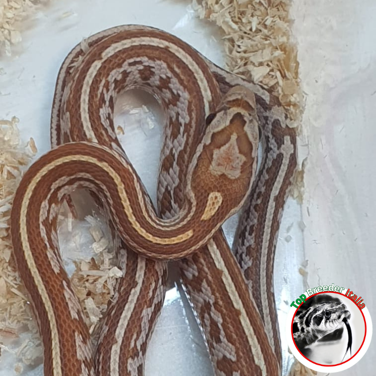 PANTHEROPHIS GUTTATUS - TESSERA HYPO HET ANERY POSS HET ALBINO SCALELESS