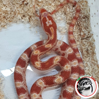 PANTHEROPHIS GUTTATUS - ALBINO POSS HET PALMETTO SCALELESS BLOOD