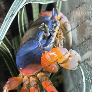 CARDIOSOMA ARMATUM - GRANCHIO ARCOBALENO