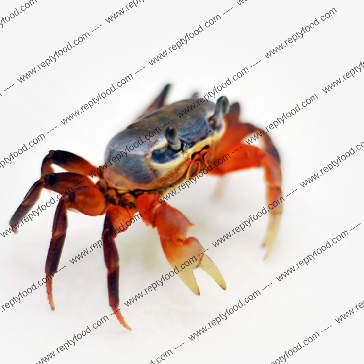 CARDIOSOMA ARMATUM - GRANCHIO ARCOBALENO