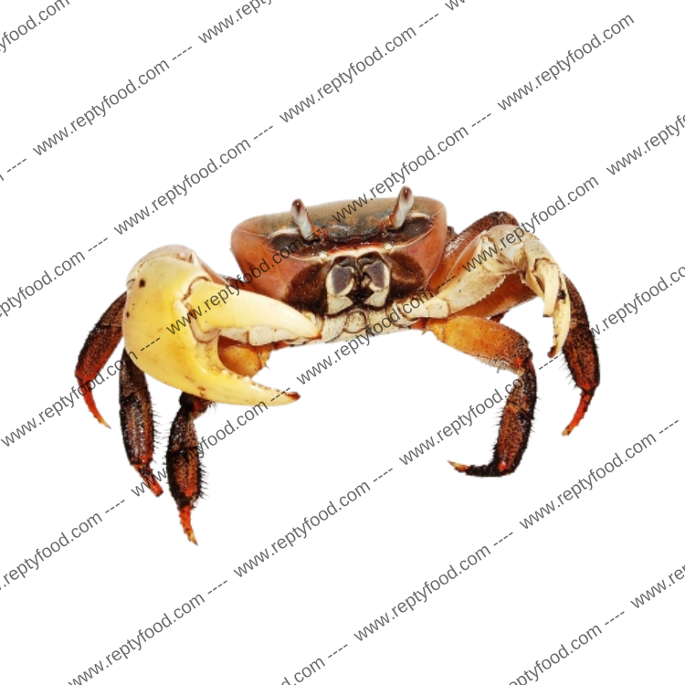 CARDIOSOMA CARNIFEX  - GRANCHIO TERRESTRE TROPICALE