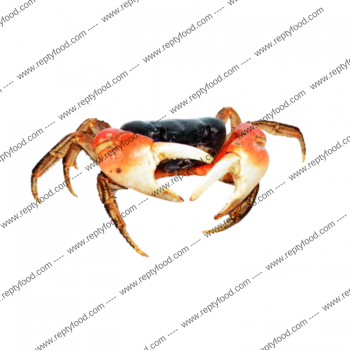 DISCOPLAX MAGNA  - GRANCHIO TERRESTRE TROPICALE