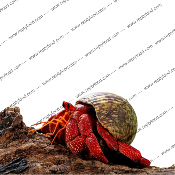 COENOBITA PERLATUS - PAGURO DI TERRA - FLAME