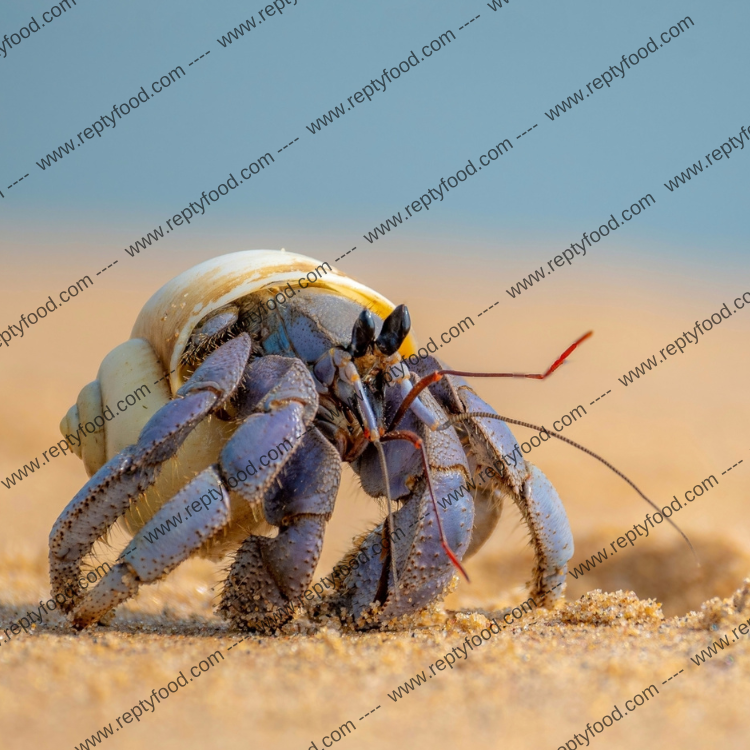 COENOBITA VIOLASCENS - PAGURO DI TERRA