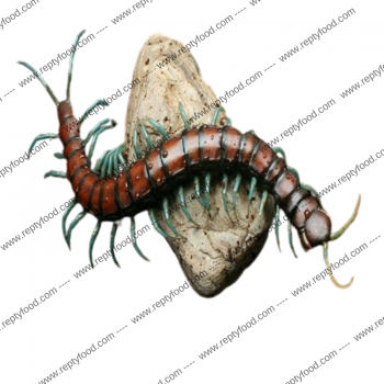 SCOPOLENDRA Sp. ‘MINT LEGS’