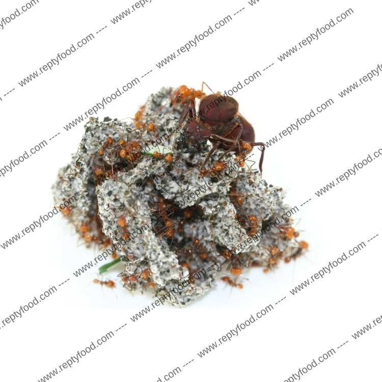 ATTA CEPHALOTES - FORMICA TAGLIAFOGLIE