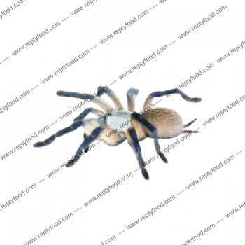 MONOCENTROPUS BALFOURI - TARANTOLA AFRICANA