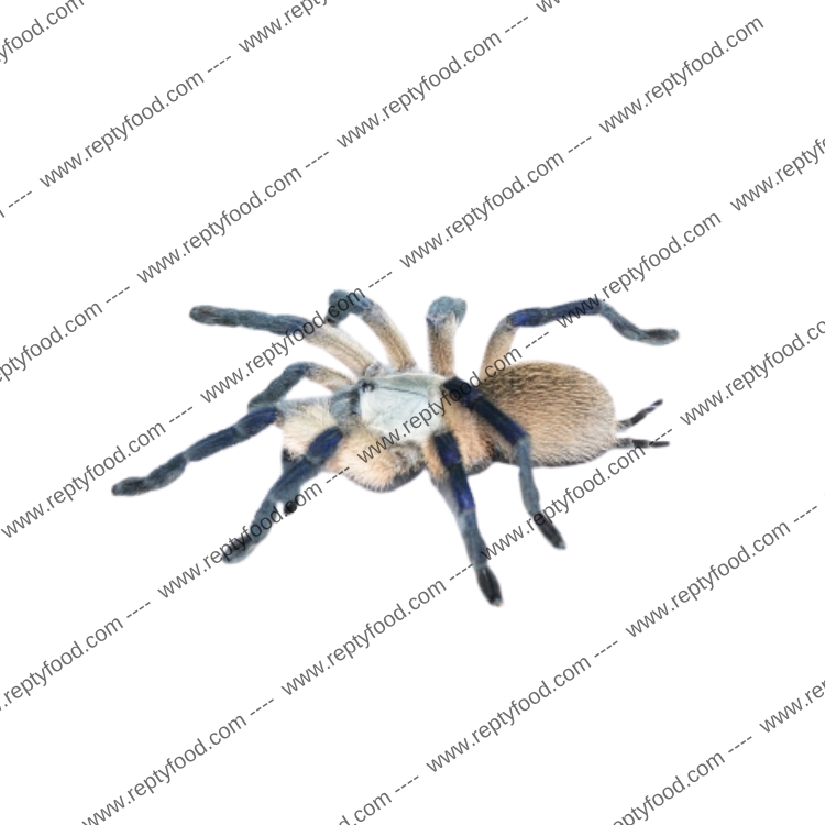 MONOCENTROPUS BALFOURI SLIG - TARANTOLA AFRICANA