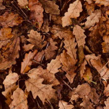 WILDHOME FOGLIE PER TERRARI