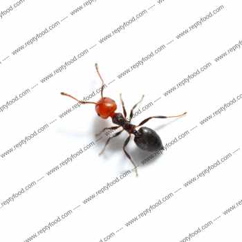 Crematogaster scuterallis