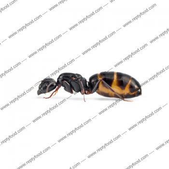 Camponotus fallax