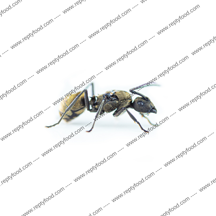 POLYRHACHIS DIVES - FORMICA REGINA