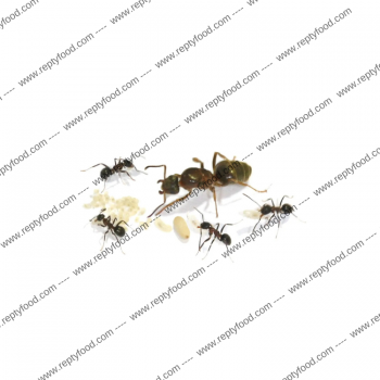 LASIUS EMARGINATUS - FORMICA REGINA