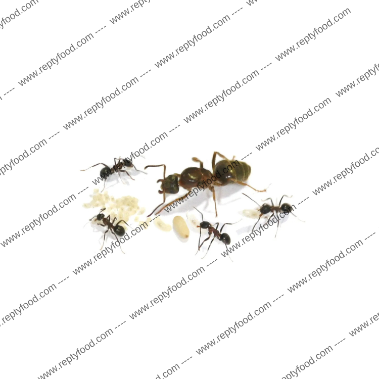 LASIUS EMARGINATUS - FORMICA REGINA