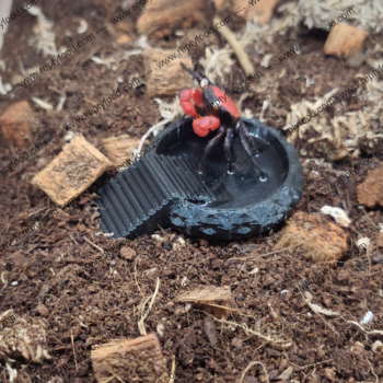 WILDHOME CIOTOLA S ANTIAFFOGAMENTO